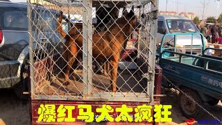 爆红马犬性格就是爆，3个月的小狗要价1000块钱，大家看看值不值