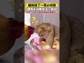 当猫咪偷了一窝小鸡，鸡家长上门讨说法，猫咪全程不敢抬头 猫 搞笑 动物