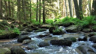 Naturparadies Lerautal (Nördliche Oberpfalz)