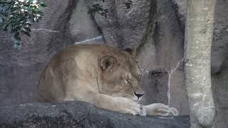 トムくん？　ライオン　浜松市動物園にて　2022年7月25日 00180