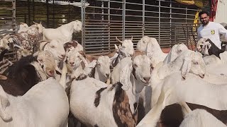 100 Kg Plus Weight Goats | Sabse Bada Dhamaka  | King Of Modasa Saffan Bhai | National Goat Farm.