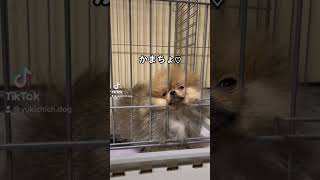 犬の気持ち♡かまちょTikTok