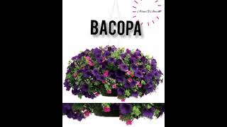 BACOPA PLANTS