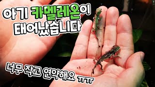 개복치 카멜레온탄생 다 죽는거 아니겠죠 ㄷㄷ? 너무 연약한애들이 태어나버렸습니다. new born chameleon baby -It is called sunfish reptile