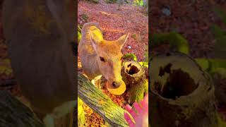 Autumn leaves and a deer in Nara park 奈良公園で散り紅葉と鹿さん #japan #shorts #nature #紅葉 #autumnleaves