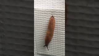 Slug