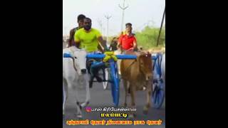 மலம்பட்டி ராசுத்தேவர்  கருப்புதுரை🦁 சேதுபதி🦁#recklarace #horse #jallikattu #reels #கருப்புதுரை