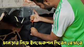 গরু মোটাতাজাকরণের দ্বিতীয় ধাপ। কলিজা কৃর্মির ইনজেকশন নিয়ে বিস্তারিত।