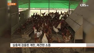 [CBS주말교계뉴스] 논평-살충제계란’과 ‘생명먹거리운동