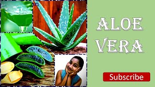 Beauty tips Sinhala/Aloe Vera for Skin/ALEO VERA GEL/Aloe vera Jel for skin/Home made/9th Vlogs