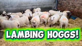 LAMBING TRICKS- SOME YOUNG SHEEP NEED A HELPING HAND #farming #lambing #scotland