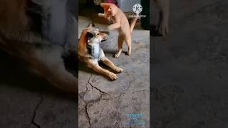 cat vs dog|பூனை vs நாய் 🤣🤣🤣🤣🤣