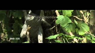 Goshawk Slow Motion Flying through tree Shot on Phantom HD Gold