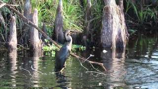 ANHINGA walking catfish, struggles, drop, retrieve, repeat. FLORIDA Crew Bird Rookery Swamp Trail