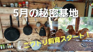 【5月の秘密基地】ニワトリ飼育がスタートしました。卵の自給自足を計画していますが、今後どうなるでしょうか。定年後の過ごし方を考えてる人、このようなのんびり生活どうでしょうかｗ