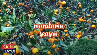 Mandarin Harvest Season