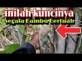 inilah kuncinya  Berburu pusaka alam bambu jalu dijamin langsung dapat@cahyohageshaitamachannel646