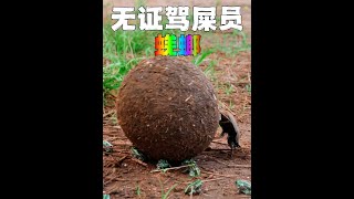 植物种子伪装成粪球，欺骗屎壳郎做免费搬运工 #动物世界 #神奇动物在抖音  #野生动物