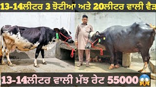 13-14ਲੀਟਰ ਵਾਲੀਆ 3 ਝੋਟੀਆ ਅਤ 1 ਗਾਂ ਵੀਕਾਓ। Buffalo and cow for sale/vadiya farm/8-8-23