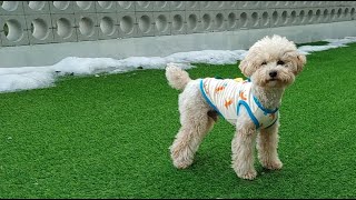 채봄TV-Lovely dog♥ 공놀이중 #dog #love #소통