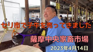 薩摩中央家畜市場でのせり結果ご報告(2023年4月14日)