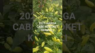 BERKAH PETANI, HARGA CABE MEROKET#PETANI CABE#farming #pupuk #