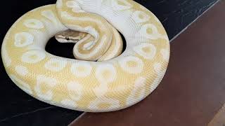 Crystal Royal Python Morph