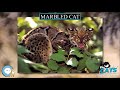 marbled cat 🐱🦁🐯 everything cats 🐯🦁🐱