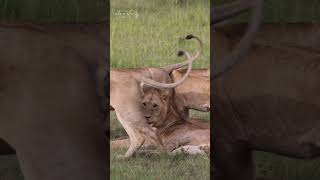 A lions Re Union.  #amazing #wildlife #animals