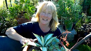 Repotting \u0026 Dividing A Reluctant Agave With A Long History