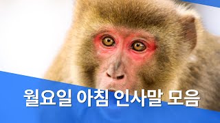 월요일 아침 인사말 이미지 문구 카톡 메세지 모음. 기분 좋아지는 월요일 인사말 추천 아침 인사로 좋은 글 모음 영상.