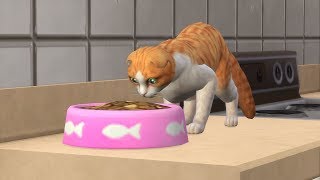 The Sims 4: Cats & Dogs Early Access (Streamed 11/10/17)