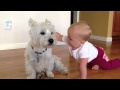 Westie and Baby