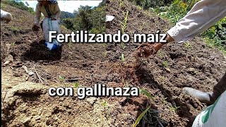 ¿Cómo fertilizar o abonar el maiz con gallinaza o pollinaza?