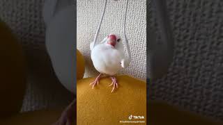 Birb absorb headphones 😲😲😲