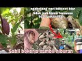 Ngebolang cari bekicot biar tidak jadi hama tanaman || Mbak iti vlog