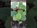 a basic and very healthy vegetable garden crop🌱👌