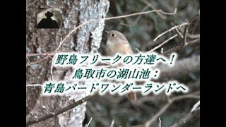 野鳥フリークの方達へ！鳥取市の湖山池：青島の多彩な種類の小鳥、カワセミ、キンクロハジロ他、野鳥達のパラダイス”野鳥ワンダーランド”へ是非来て見て下さい。運が良ければ期待してない野鳥に出会えるカモね！！