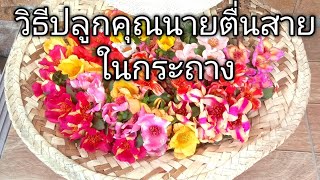 วิธีปลูกคุณนายตื่นสายในกระถาง  ดอกใหญ่ ดอกดก how to grow  portulaca from seeds