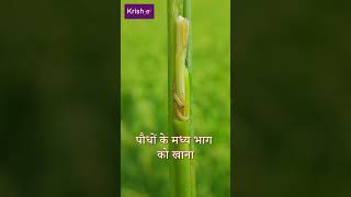 Paddy Stem Borer in Paddy | धान में तना छेदक का प्रकोप