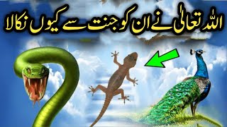 Why did Allah remove the peacock and the snake from Paradise |Why has Prophet ordered to kill lizard