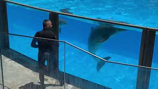 ZOOMARINE | ALGARVE | PERFECT DAY 🤩 Dolphin Show | May 2021