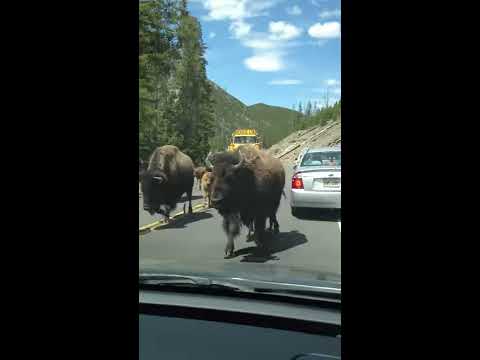 Bison Stampede @ Yellowstone - YouTube