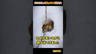 穴にはまって笑っている秋田犬のびしゃもん #shorts