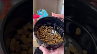 Feeding my Cats Purina One Tender Selects Dry Food