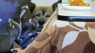 じいじのSPになった犬のムーちゃん　～報酬はお菓子たくさんちょうだい！～