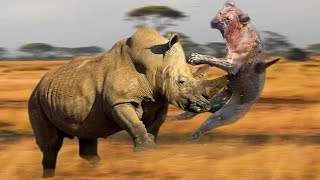 Mother Rhinoceros attacks Lion very hard to save her baby, Wild Animals Attack