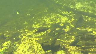 Great view of a large group of smallmouth bass, Otonabee River