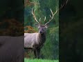 the majestic red deer a global presence and stately symbol