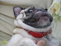 パグをなでる。rub the pug.